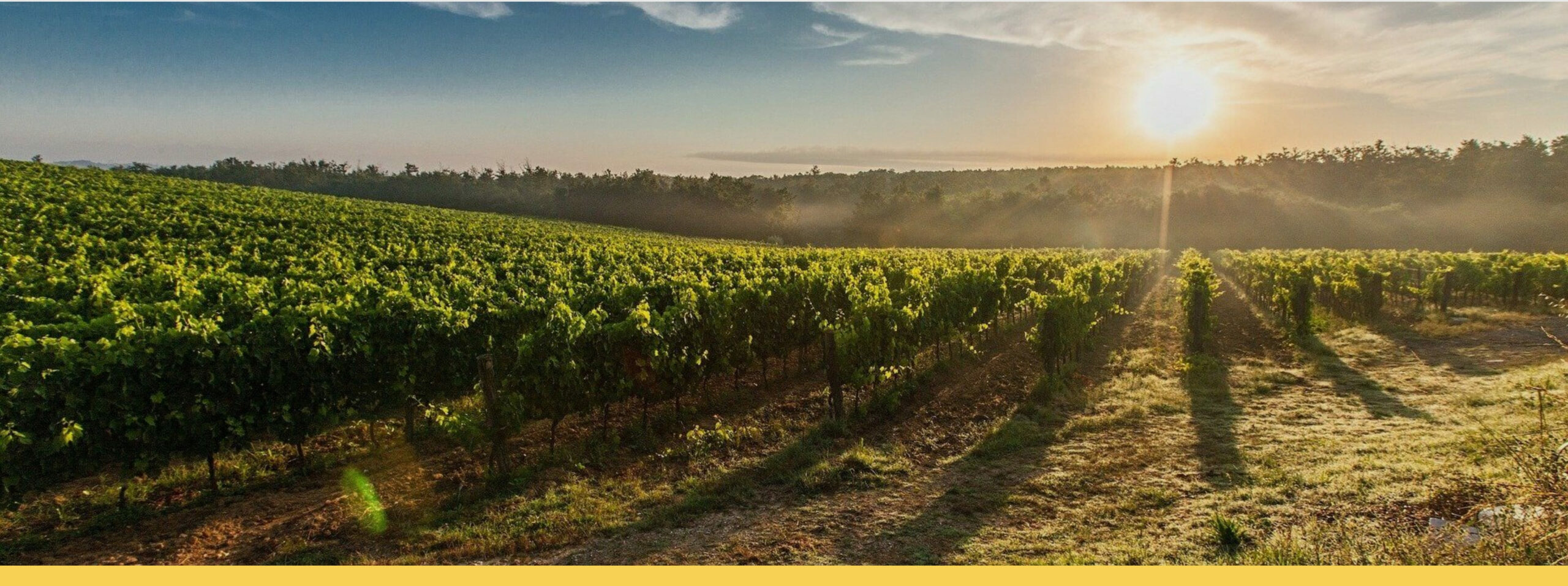 Vignobles en scène en Coeur du Var