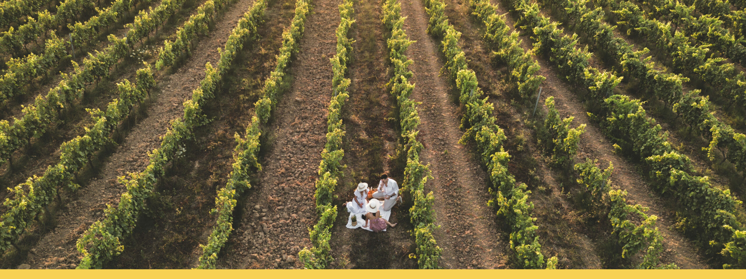 Vignobles en scène en Coeur du Var