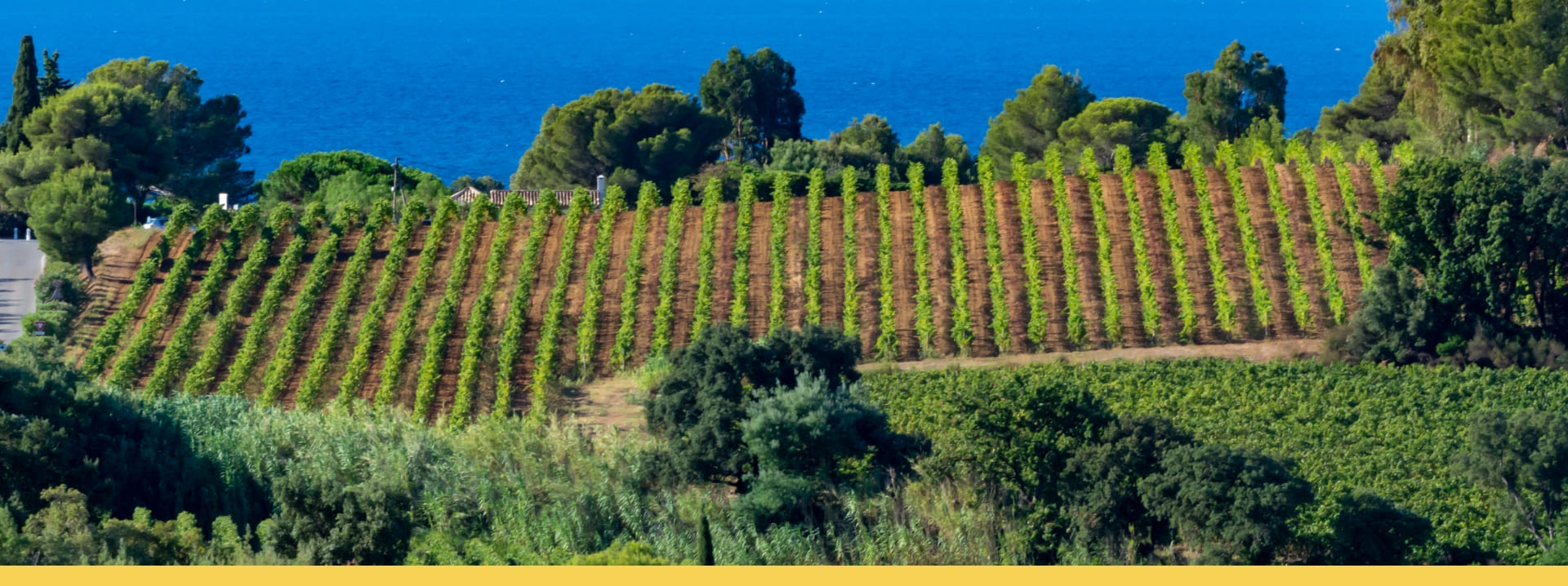 Vignobles en scène en Coeur du Var
